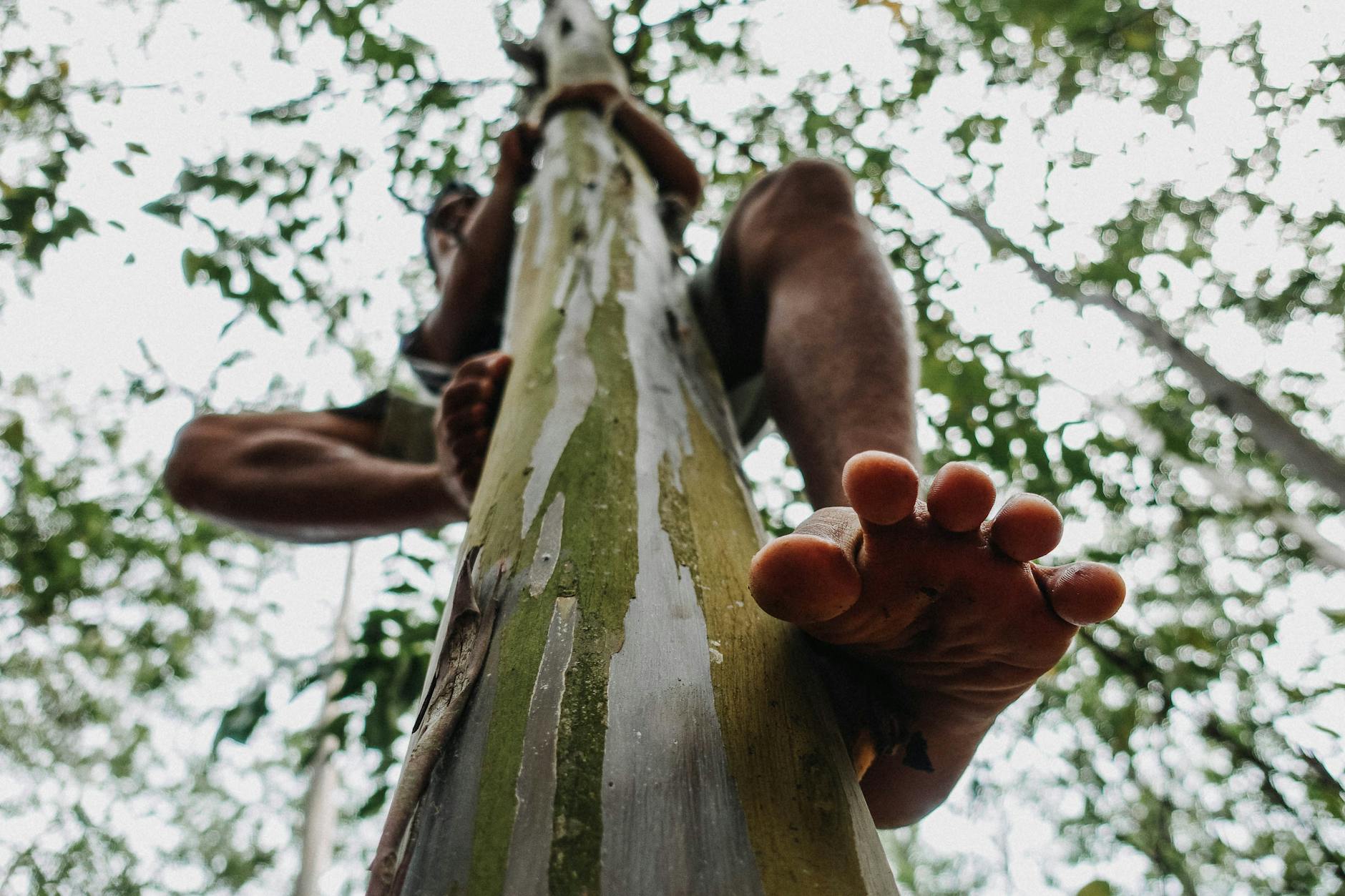 Low angle shot capturing an adult man climbing a tree barefoot with focus on the foot.